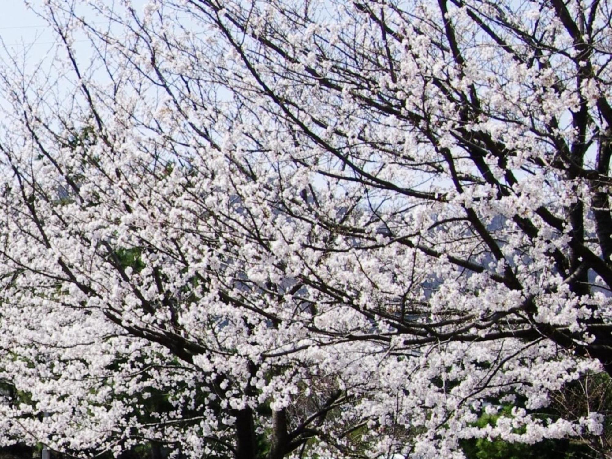 Hotel Kunitomi Annex - Vacation Stay 12072V Itoigawa ภายนอก รูปภาพ